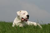 DOGUE ARGENTIN 411